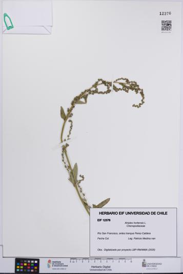 Atriplex hortensis [Espécimen: UCH:EIF:0012376]