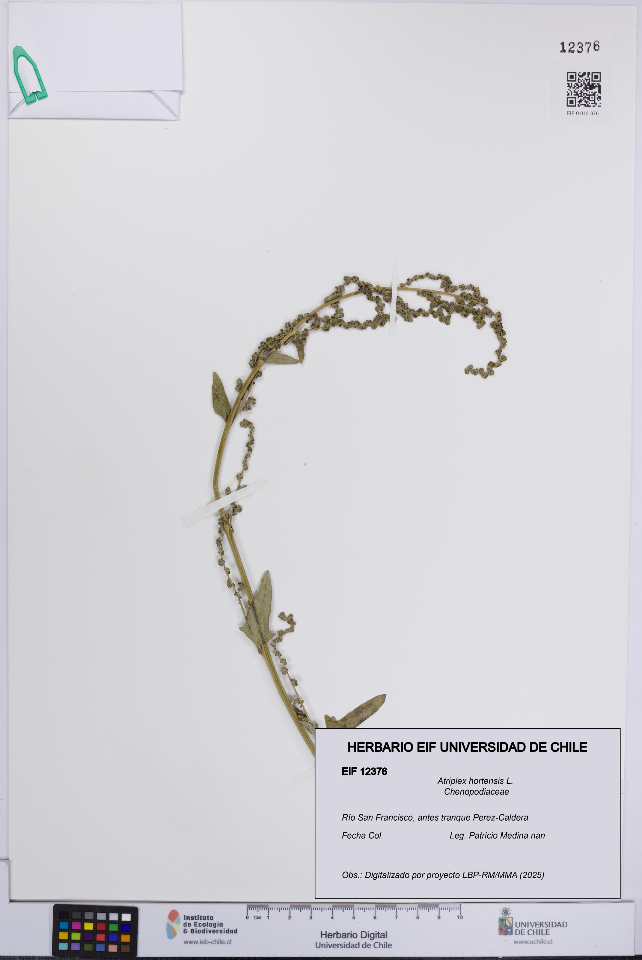 Atriplex hortensis [Espécimen: UCH:EIF:0012376]