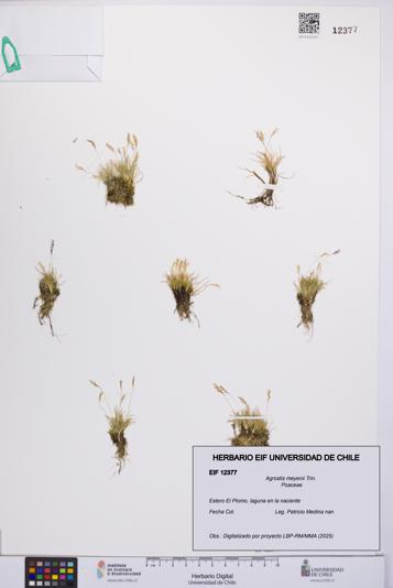 Agrostis meyenii [Espécimen: UCH:EIF:0012377]