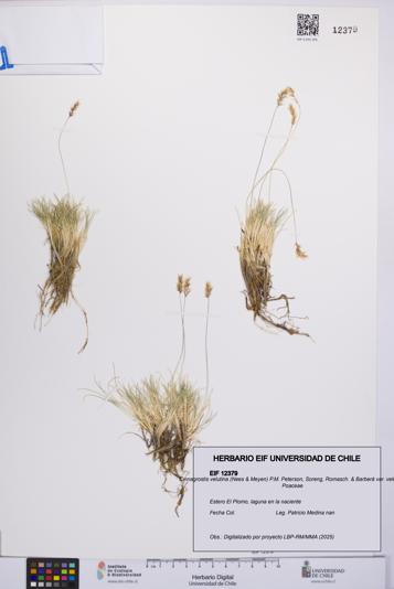 Cinnagrostis velutina var. velutina [Espécimen: UCH:EIF:0012379]
