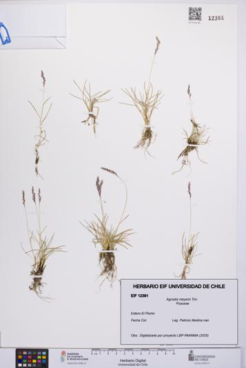 Agrostis meyenii [Espécimen: UCH:EIF:0012381]