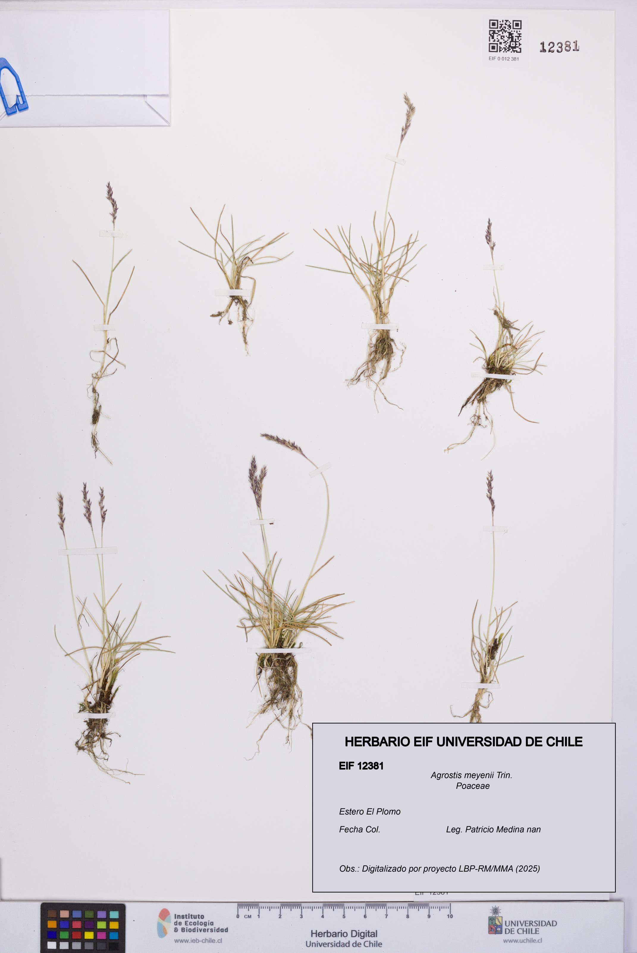 Agrostis meyenii [Espécimen: UCH:EIF:0012381]