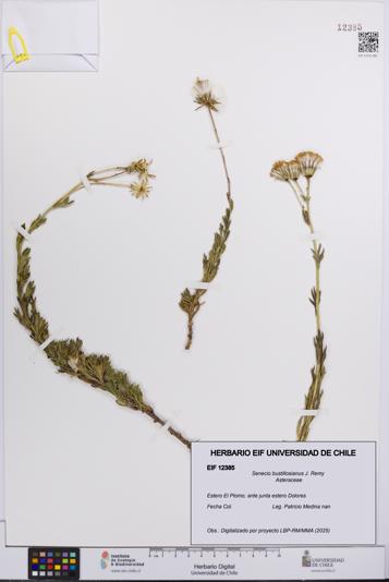 Senecio bustillosianus [Espécimen: UCH:EIF:0012385]
