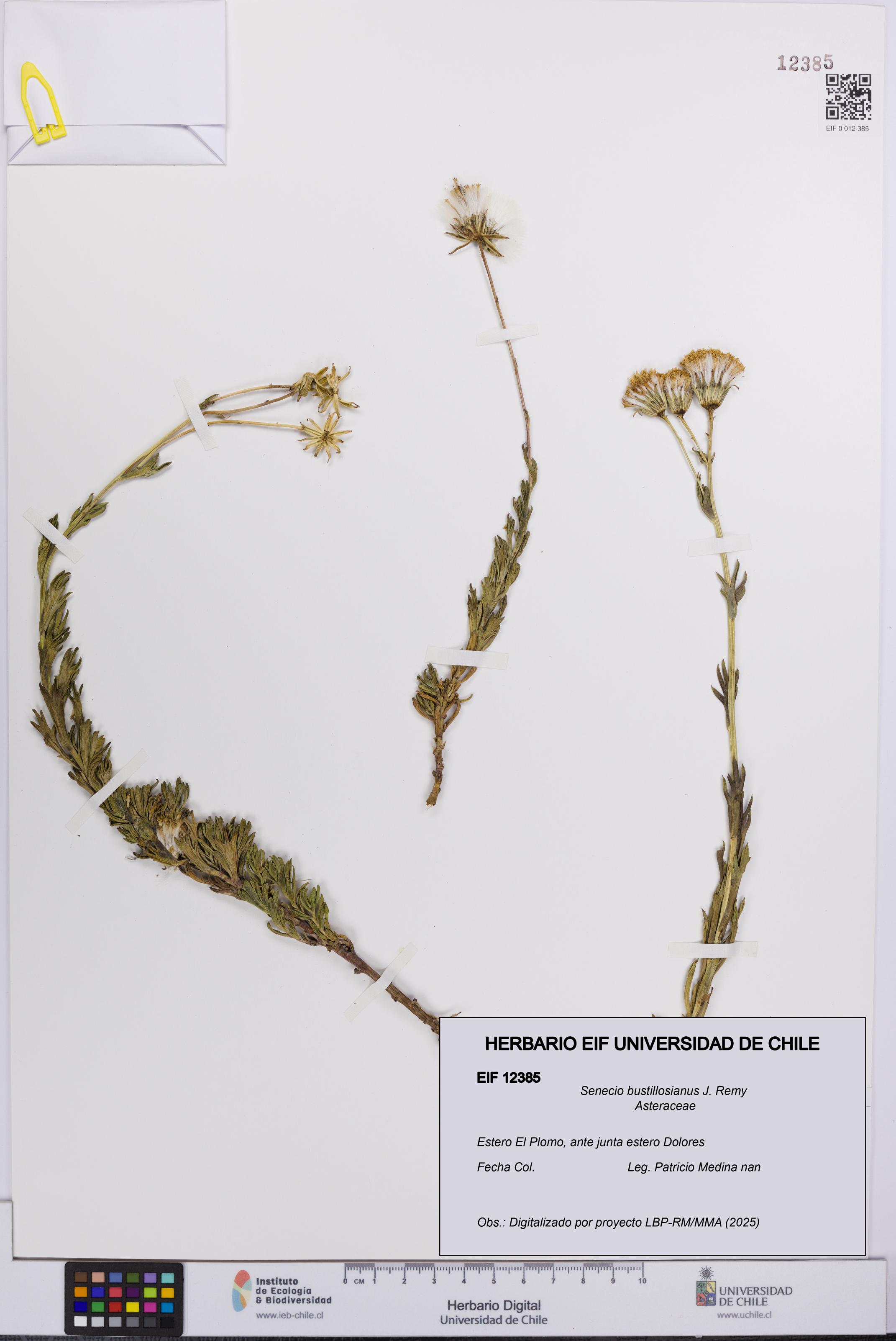 Senecio bustillosianus [Espécimen: UCH:EIF:0012385]