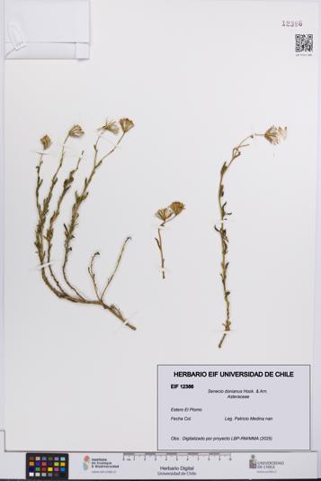 Senecio donianus [Espécimen: UCH:EIF:0012386]