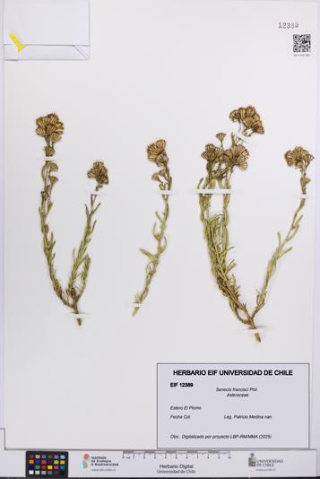 Senecio francisci [Espécimen: UCH:EIF:0012389]