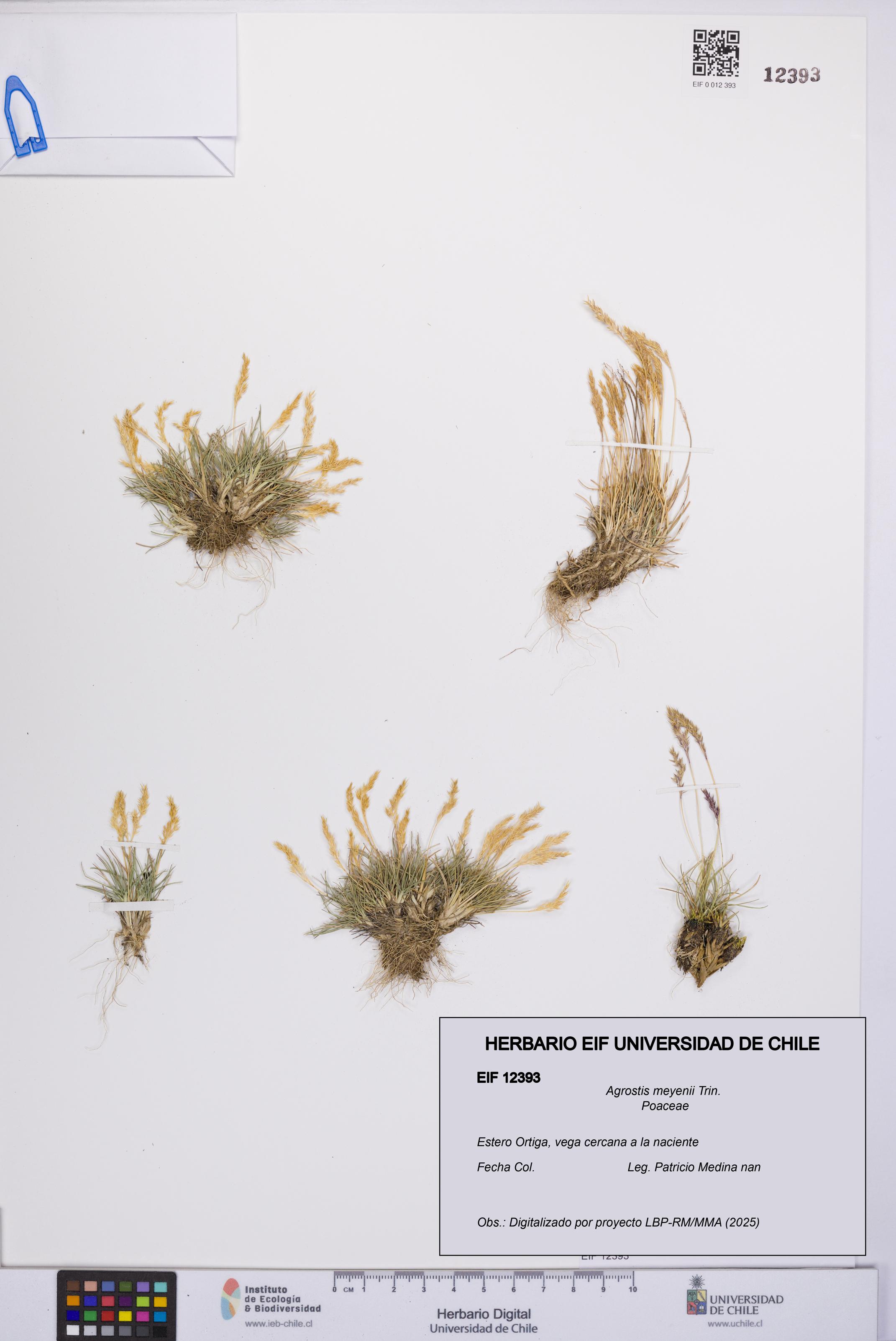 Agrostis meyenii [Espécimen: UCH:EIF:0012393]