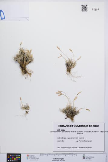 Koeleria johnstonii subsp. johnstonii [Espécimen: UCH:EIF:0012394]