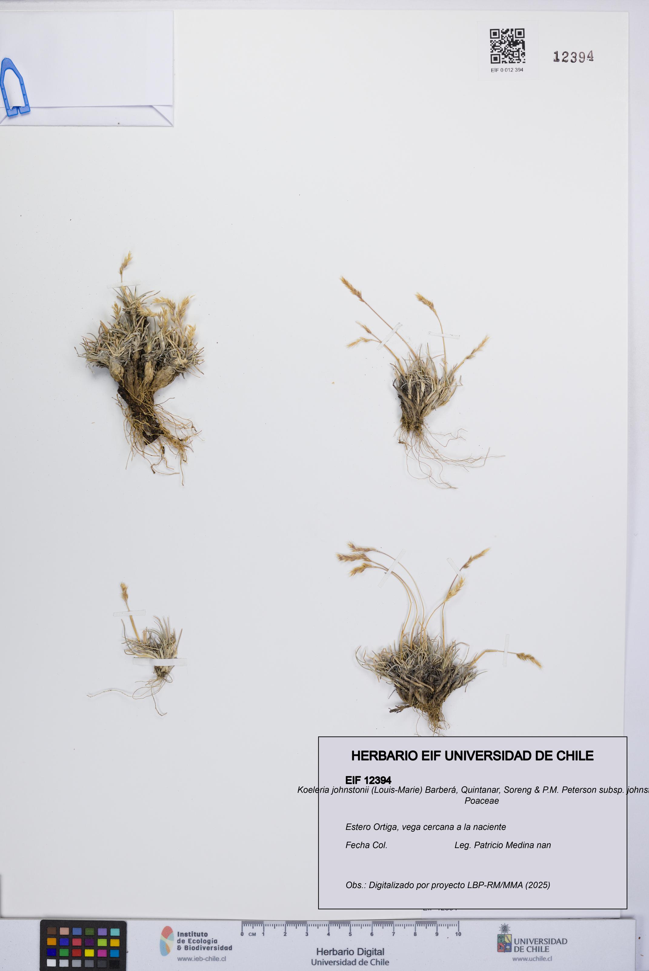Koeleria johnstonii subsp. johnstonii [Espécimen: UCH:EIF:0012394]