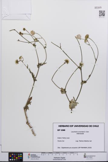 Leucheria runcinata [Espécimen: UCH:EIF:0012395]