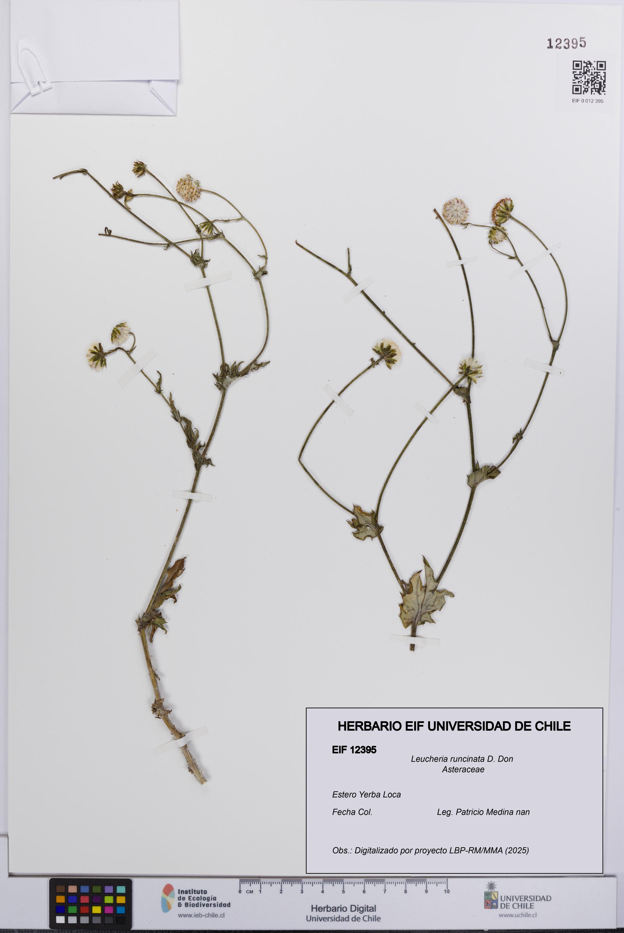 Leucheria runcinata [Espécimen: UCH:EIF:0012395]