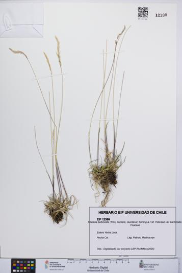 Koeleria barbinodis var. barbinodis [Espécimen: UCH:EIF:0012399]