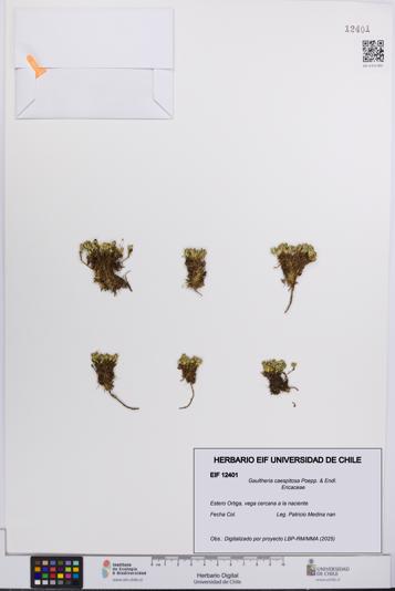 Gaultheria caespitosa [Espécimen: UCH:EIF:0012401]