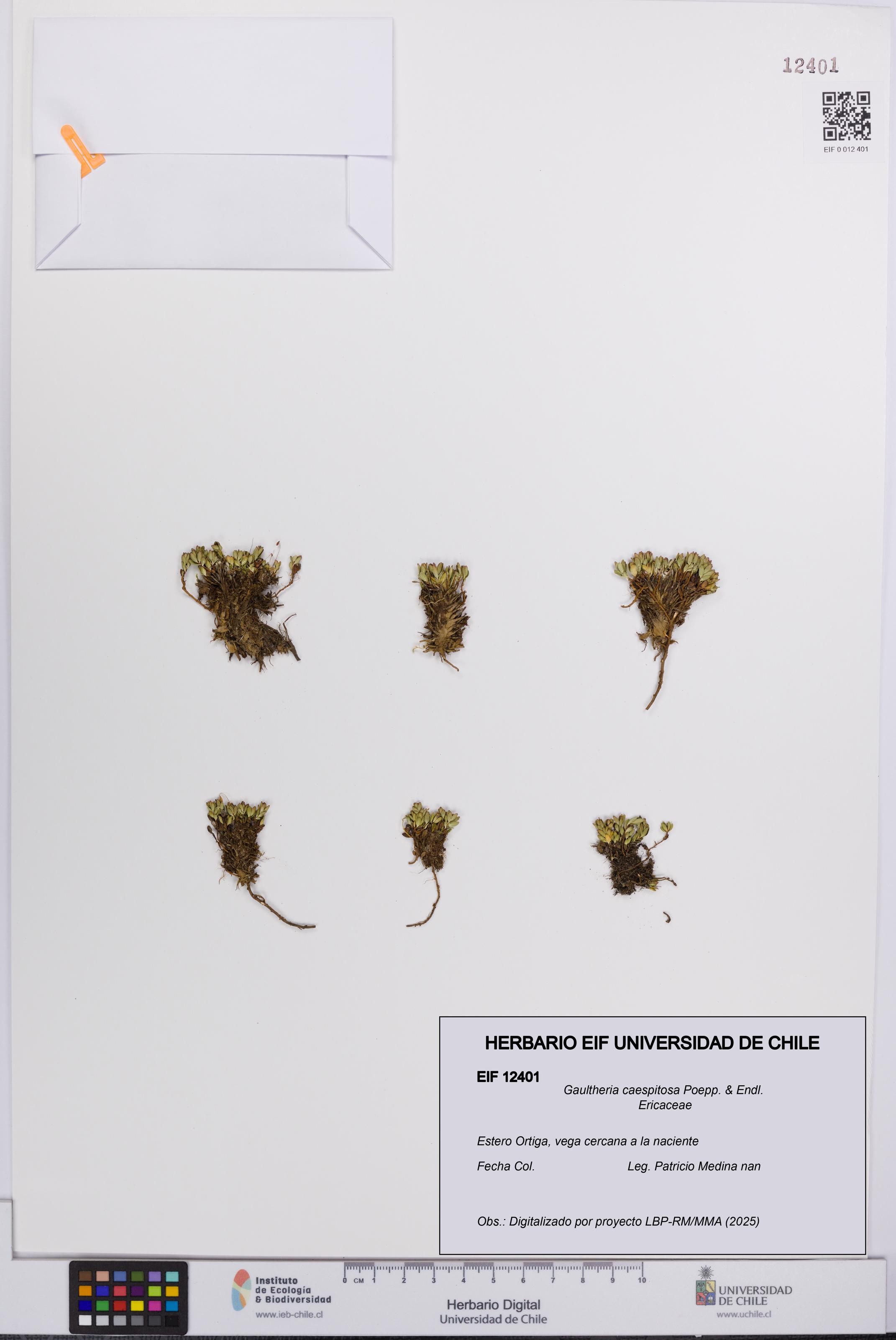 Gaultheria caespitosa [Espécimen: UCH:EIF:0012401]