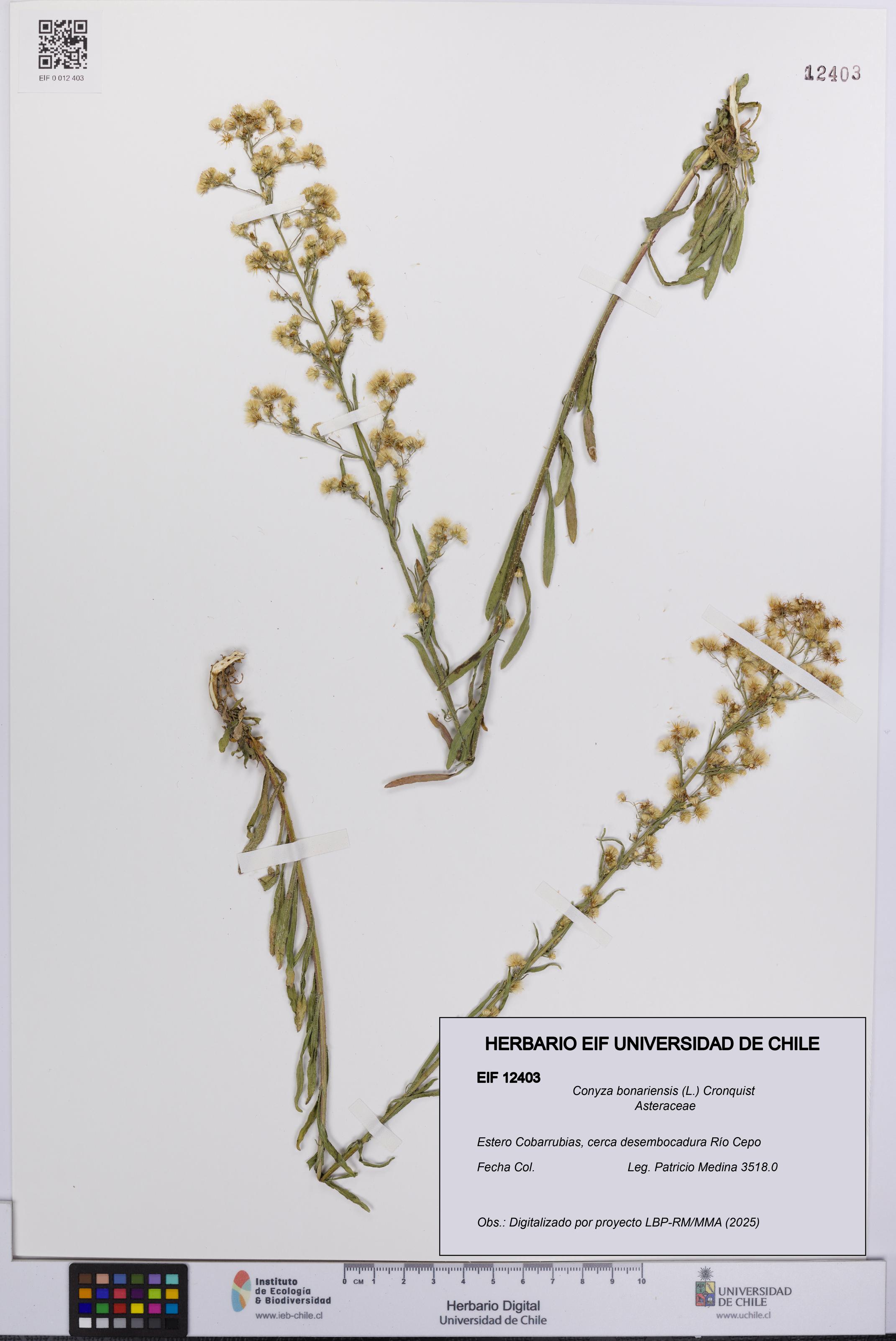Conyza bonariensis [Espécimen: UCH:EIF:0012403]