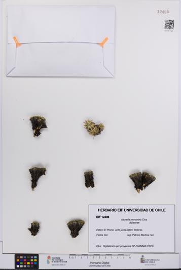 Azorella monantha [Espécimen: UCH:EIF:0012406]