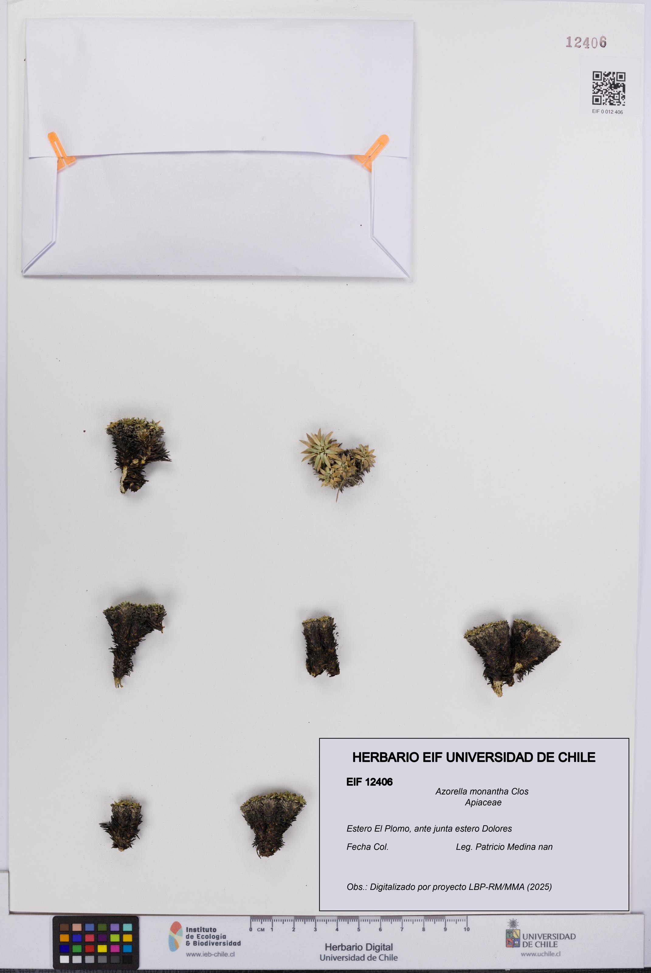 Azorella monantha [Espécimen: UCH:EIF:0012406]