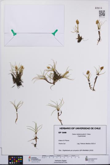 Carex melanocystis [Espécimen: UCH:EIF:0012408]