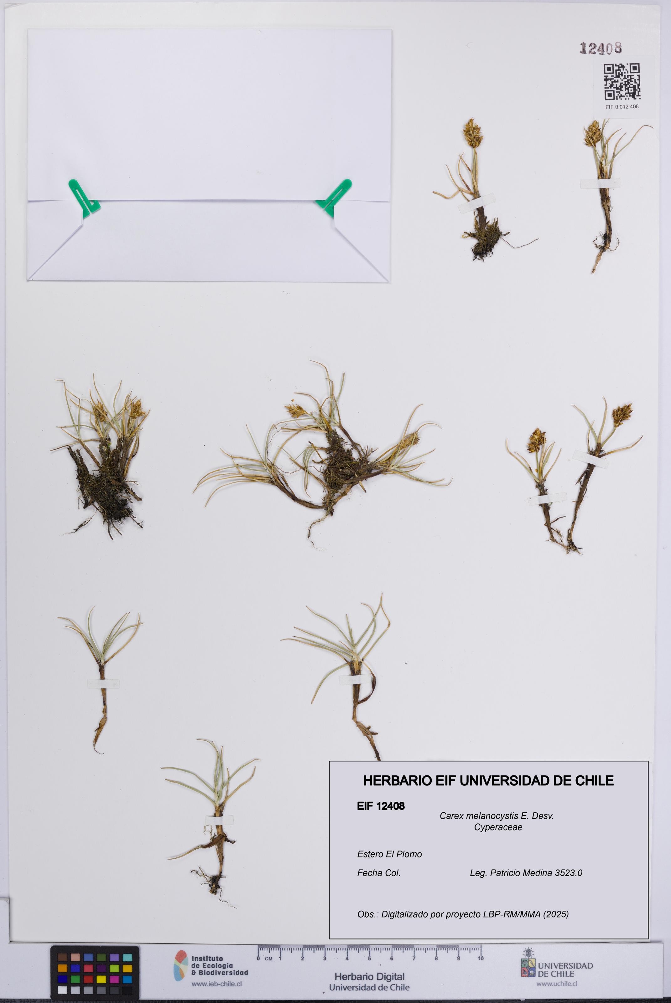Carex melanocystis [Espécimen: UCH:EIF:0012408]