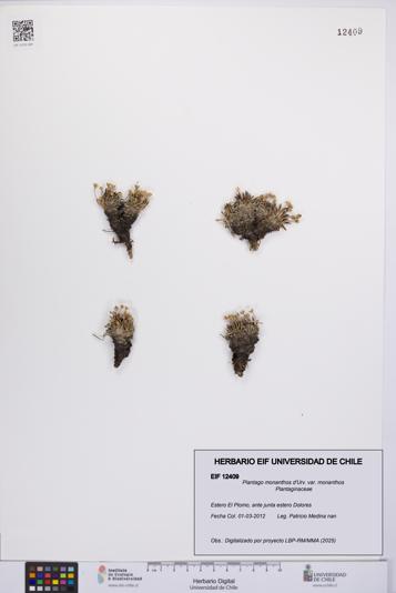 Plantago monanthos var. monanthos [Espécimen: UCH:EIF:0012409]