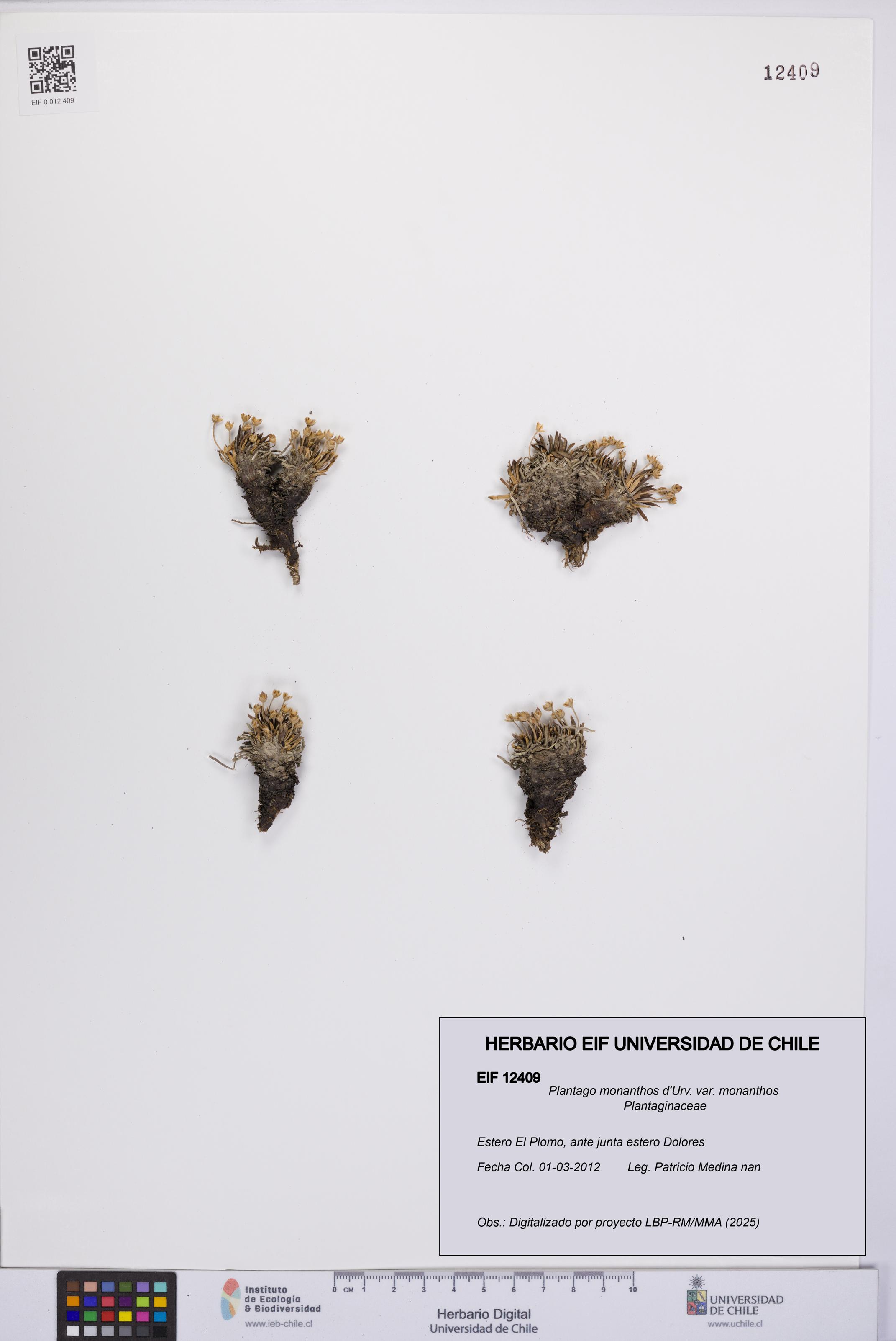 Plantago monanthos var. monanthos [Espécimen: UCH:EIF:0012409]