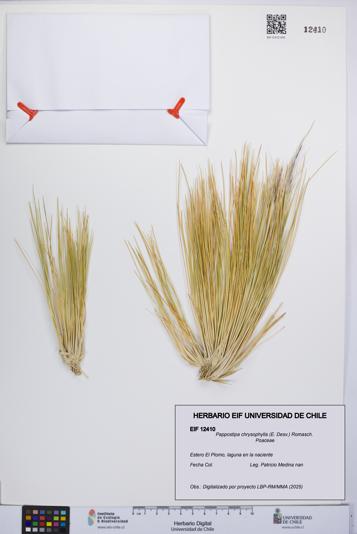 Pappostipa chrysophylla [Espécimen: UCH:EIF:0012410]