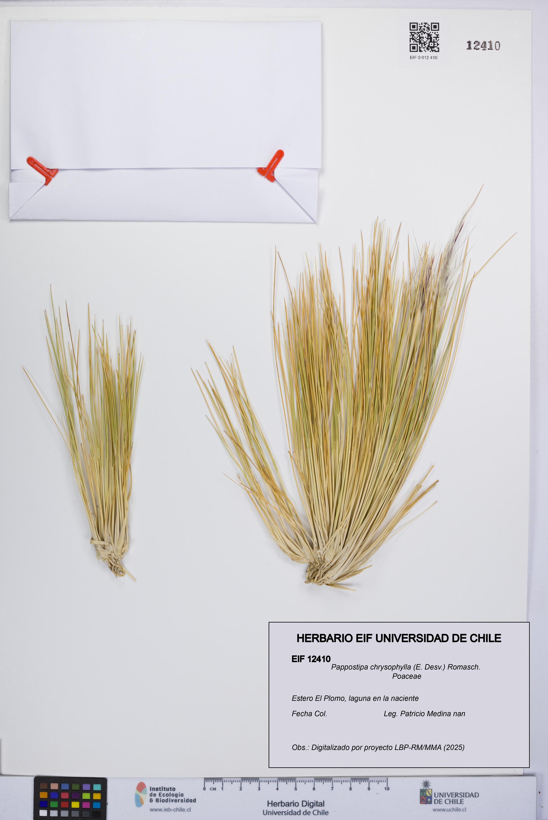 Pappostipa chrysophylla [Espécimen: UCH:EIF:0012410]