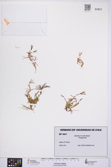 Epilobium nivale [Espécimen: UCH:EIF:0012411]