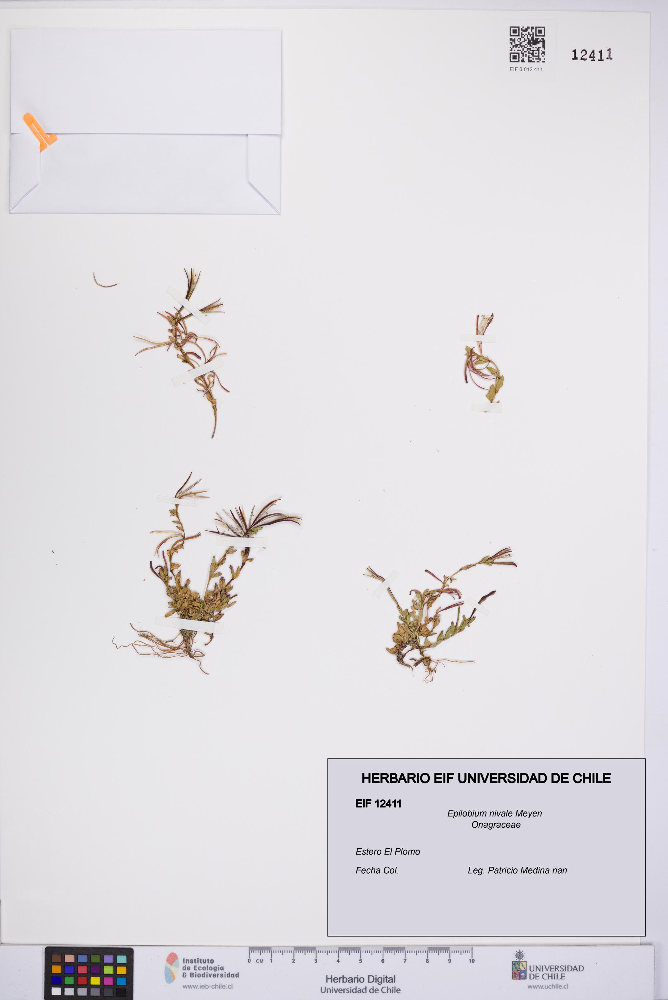 Epilobium nivale [Espécimen: UCH:EIF:0012411]