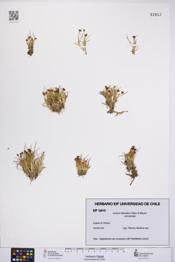 Juncus stipulatus [Espécimen: UCH:EIF:0012413]