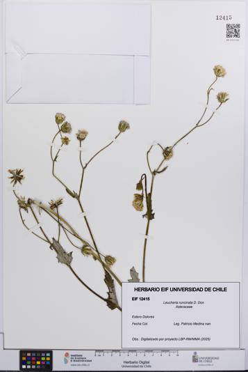 Leucheria runcinata [Espécimen: UCH:EIF:0012415]