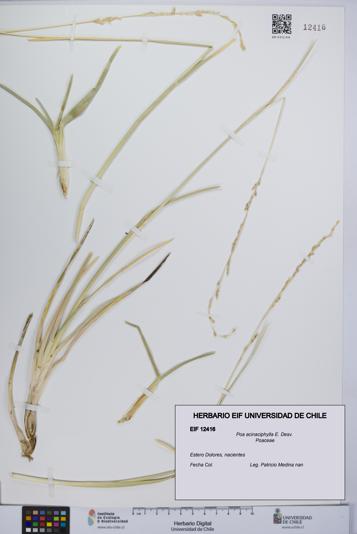 Poa acinaciphylla [Espécimen: UCH:EIF:0012416]