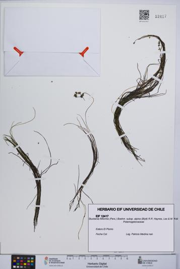 Stuckenia filiformis subsp. alpina [Espécimen: UCH:EIF:0012417]