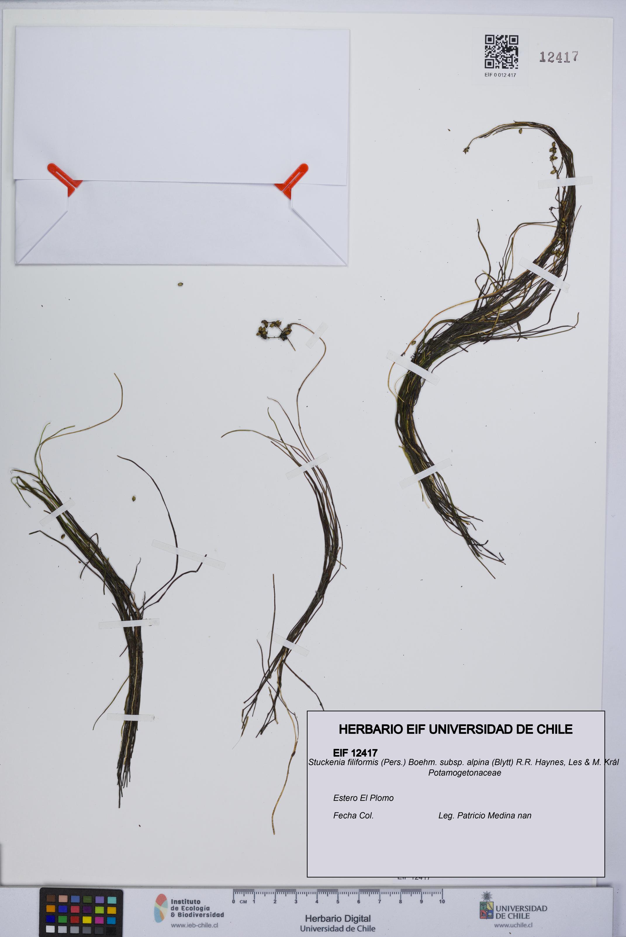 Stuckenia filiformis subsp. alpina [Espécimen: UCH:EIF:0012417]