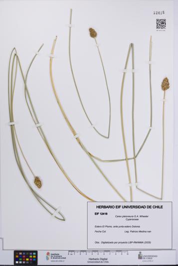 Carex pleioneura [Espécimen: UCH:EIF:0012418]