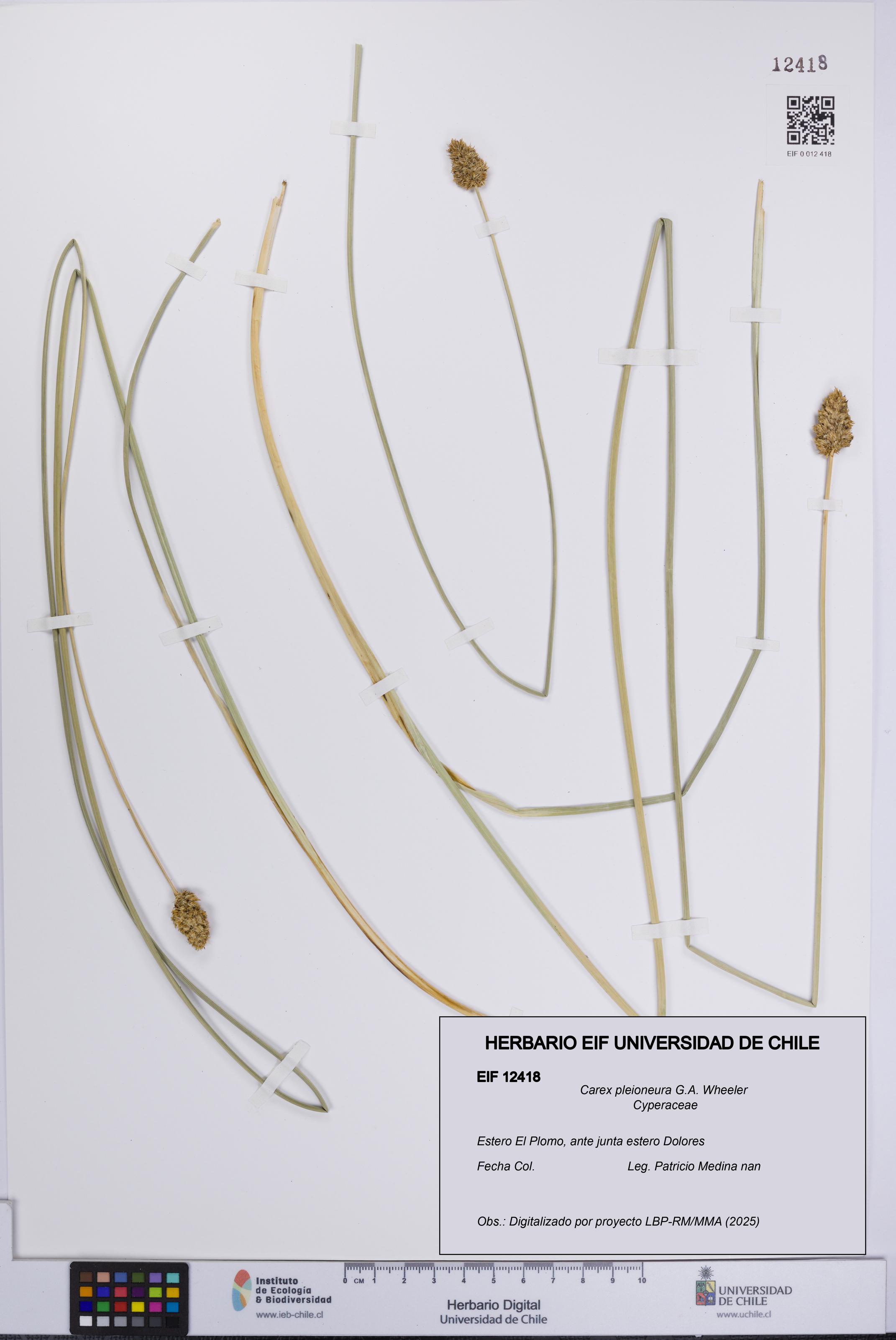 Carex pleioneura [Espécimen: UCH:EIF:0012418]