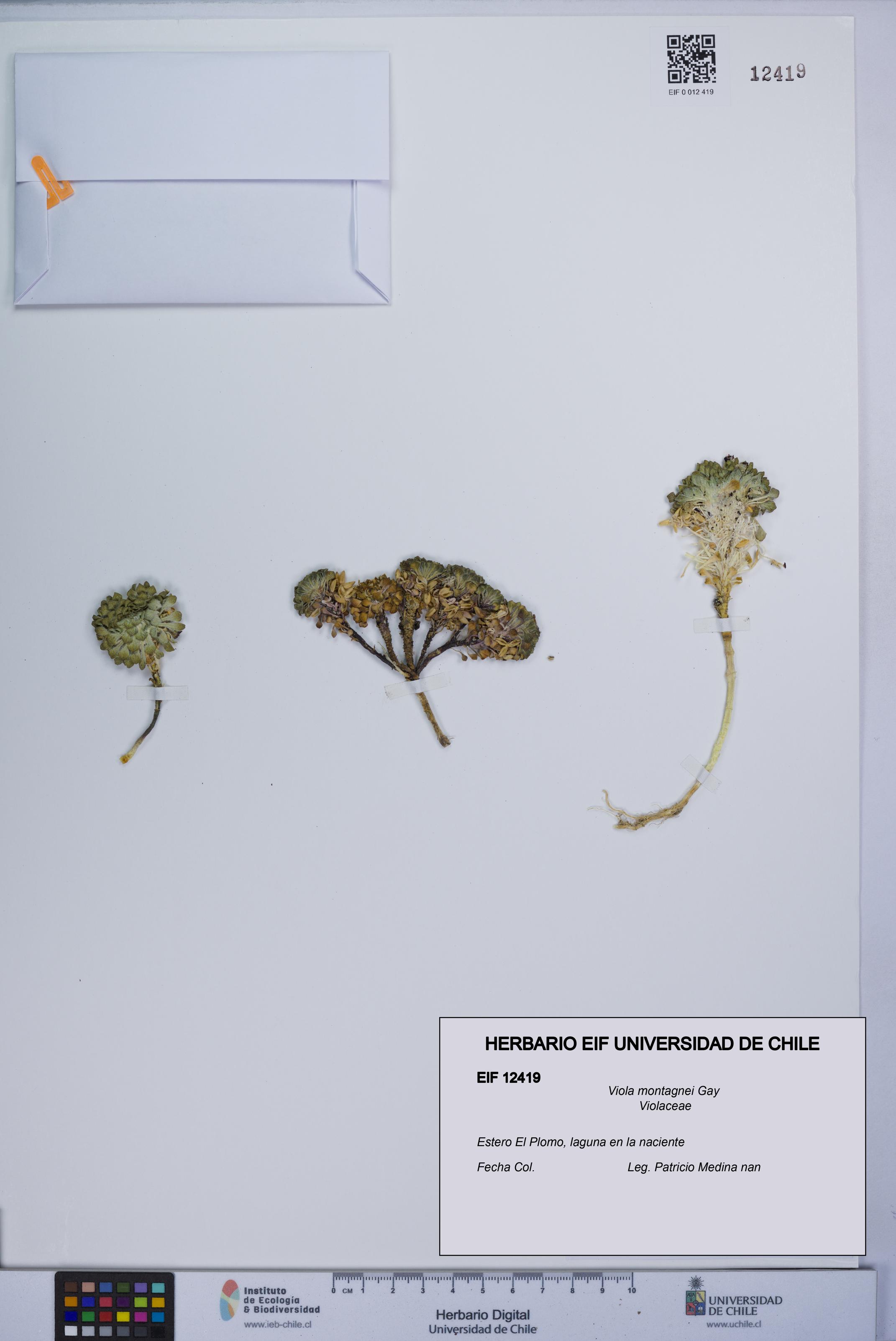 Viola montagnei [Espécimen: UCH:EIF:0012419]