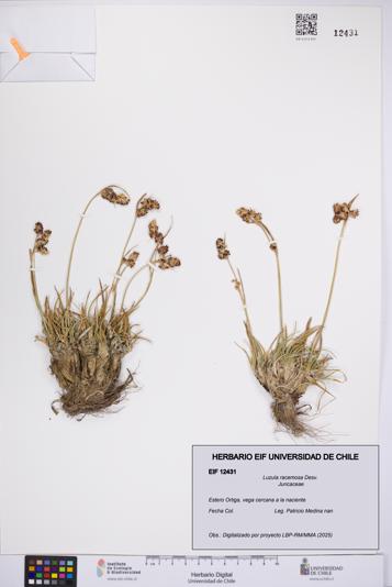 Luzula racemosa [Espécimen: UCH:EIF:0012431]