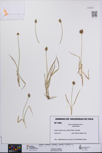 Carex macloviana [Espécimen: UCH:EIF:0012432]