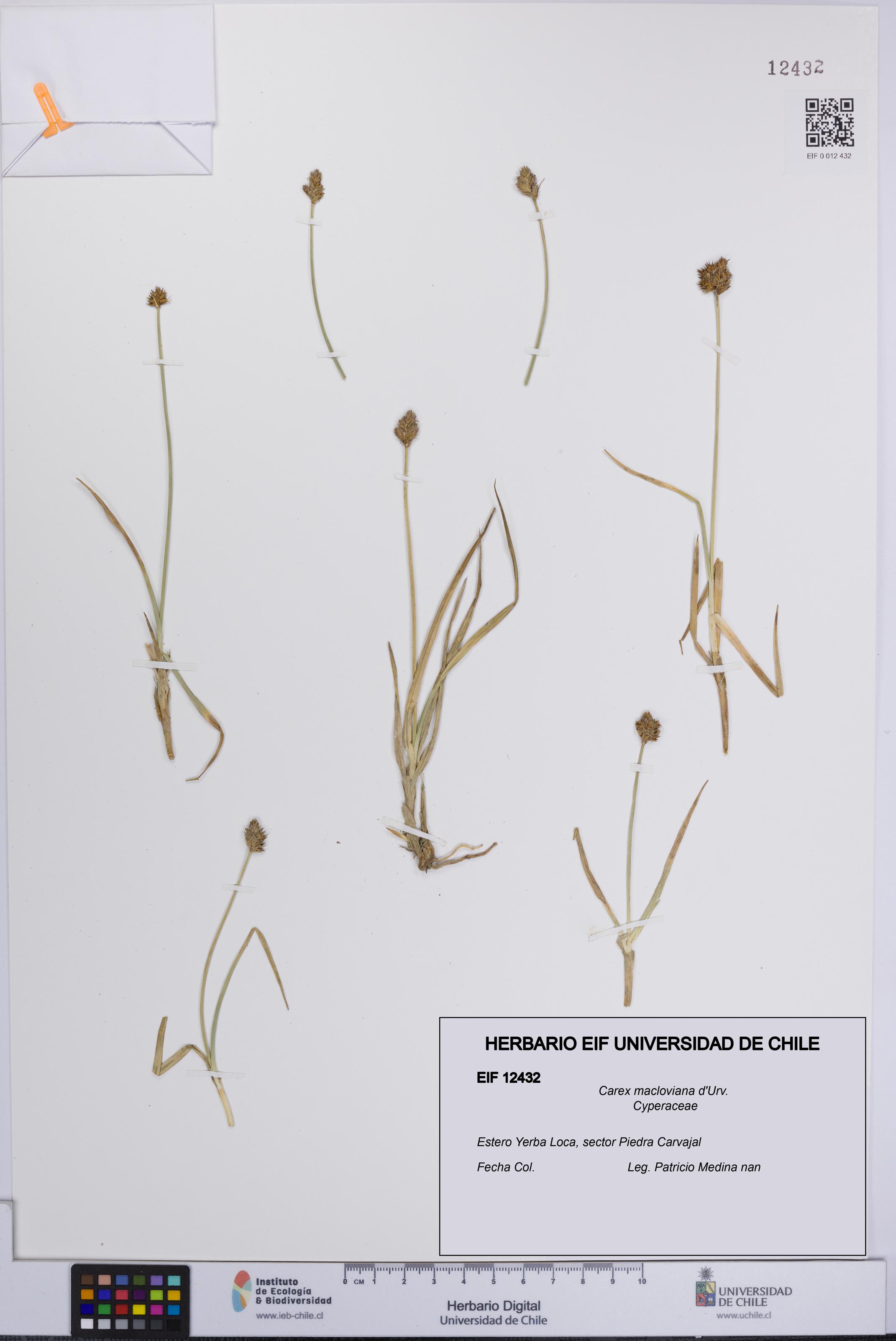 Carex macloviana [Espécimen: UCH:EIF:0012432]