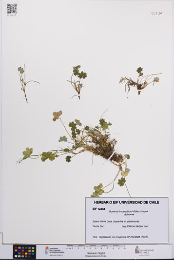 Bowlesia tropaeolifolia [Espécimen: UCH:EIF:0012433]