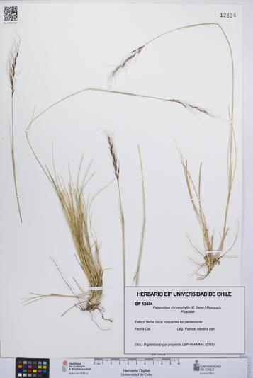 Pappostipa chrysophylla [Espécimen: UCH:EIF:0012434]