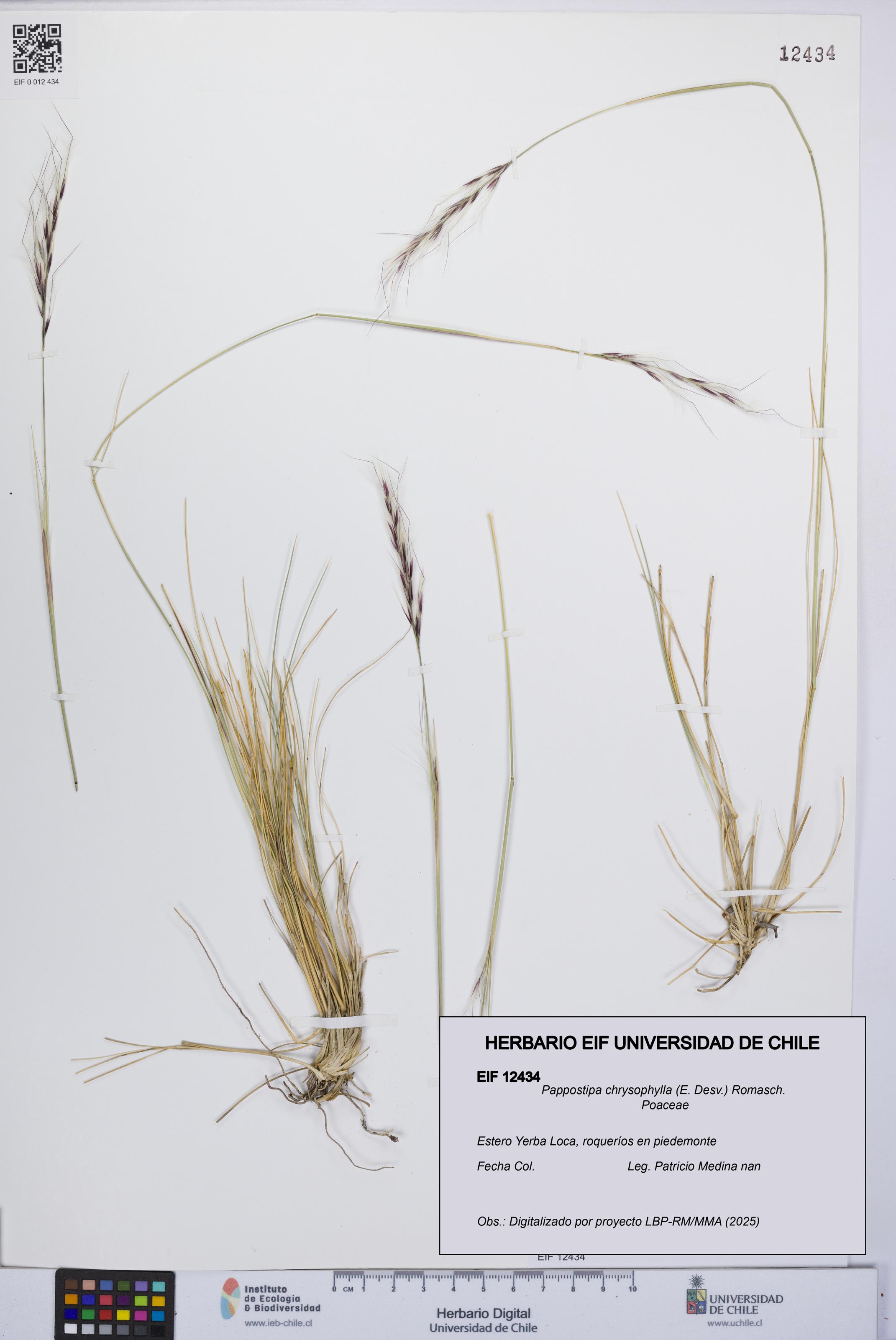 Pappostipa chrysophylla [Espécimen: UCH:EIF:0012434]