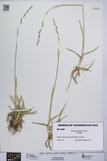 Poa acinaciphylla [Espécimen: UCH:EIF:0012435]