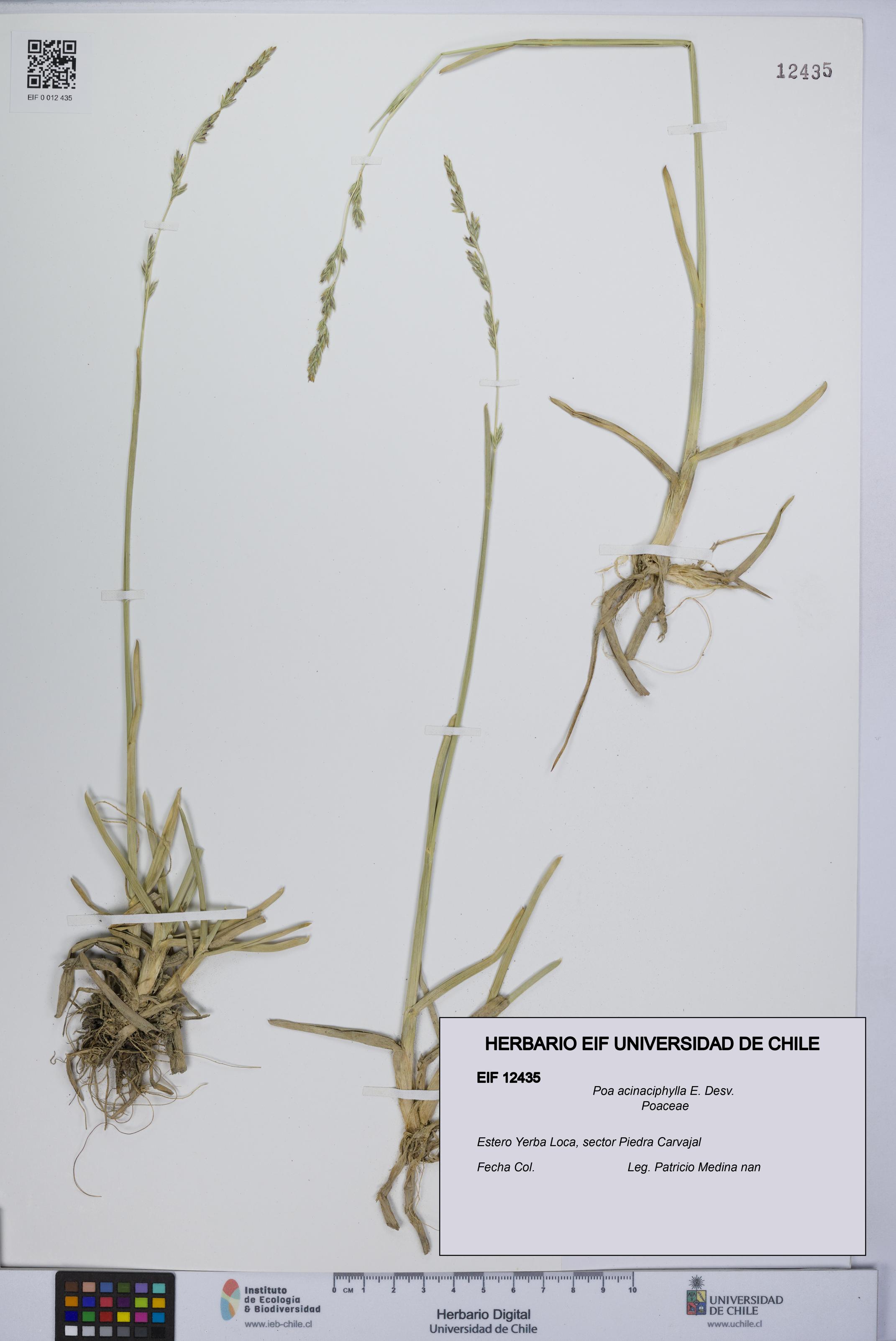 Poa acinaciphylla [Espécimen: UCH:EIF:0012435]