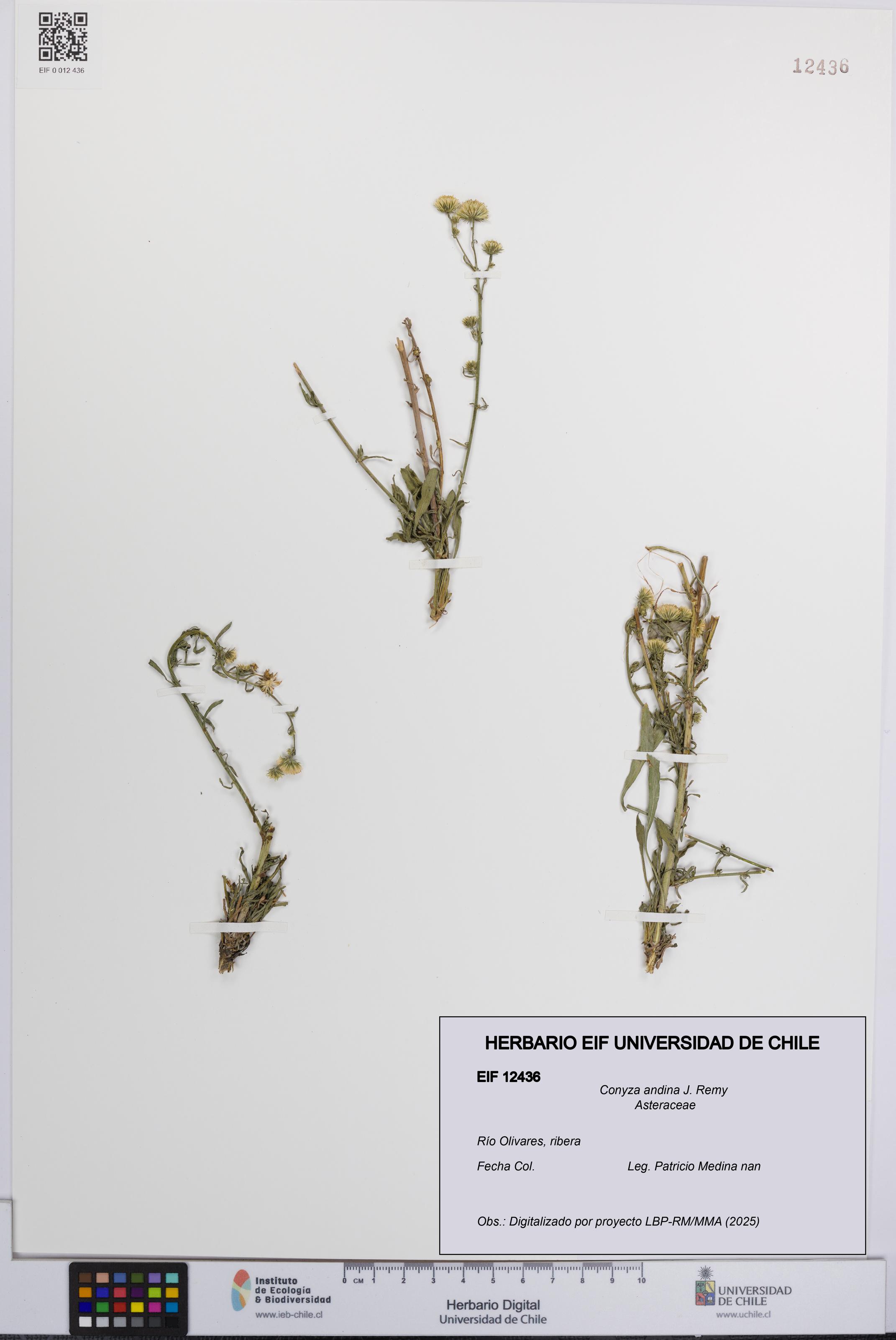 Conyza andina [Espécimen: UCH:EIF:0012436]