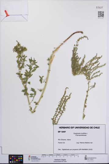 Dysphania multifida [Espécimen: UCH:EIF:0012437]