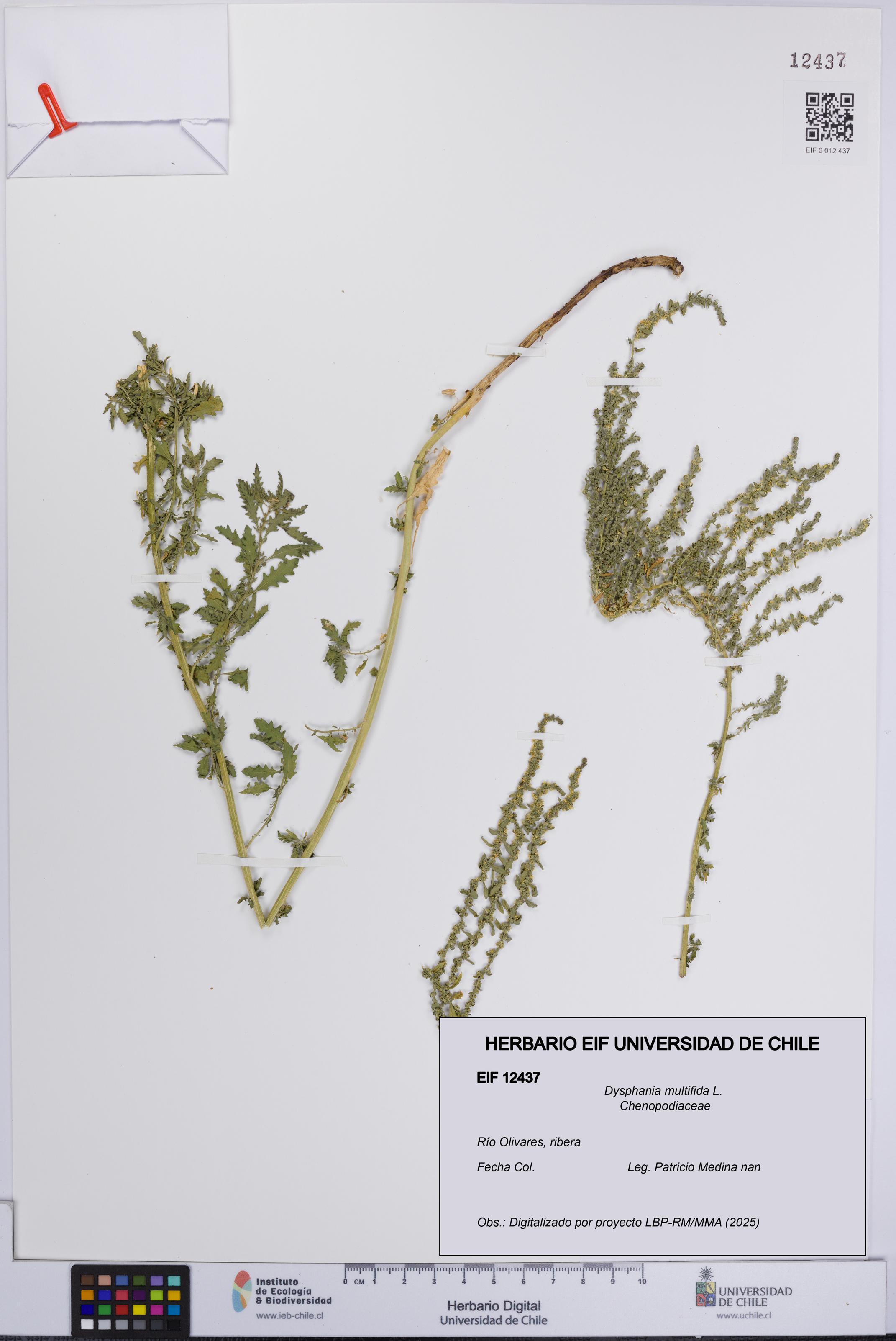 Dysphania multifida [Espécimen: UCH:EIF:0012437]