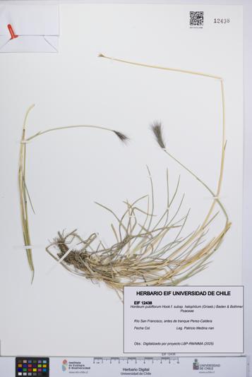 Hordeum pubiflorum subsp. halophilum [Espécimen: UCH:EIF:0012438]