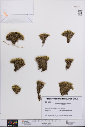 Azorella lycopodioides [Espécimen: UCH:EIF:0012439]